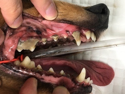 CAC70C1D-43F6-4882-975E-0F05F6A8E245_コピー_コピー