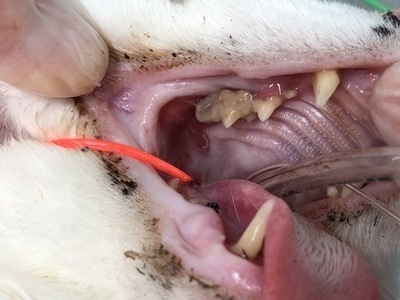 IMG_0188_コピー_コピー